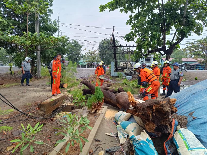 ရခိုင်ပြည်နယ် ဂွမြို့၌ လေပြင်းတိုက်ခတ်မှုကြောင့် ကျိုးပဲ့သည့် သစ်ပင်က