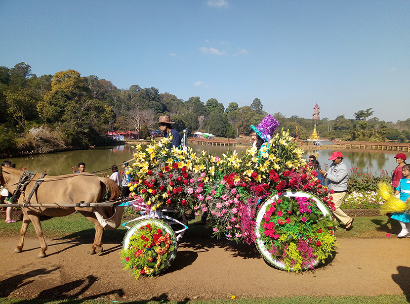 Several flowering plants on display at Pyin Oo Lwin flower festival ...